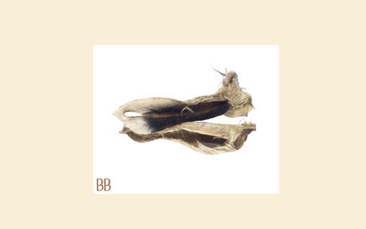Lamb ears with hair
